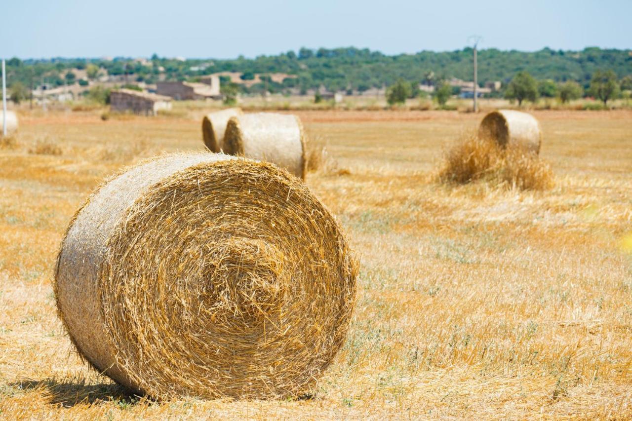 Vakantiehuis Finca S'era De Son Francec 123 By Mallorca Charme Llubí